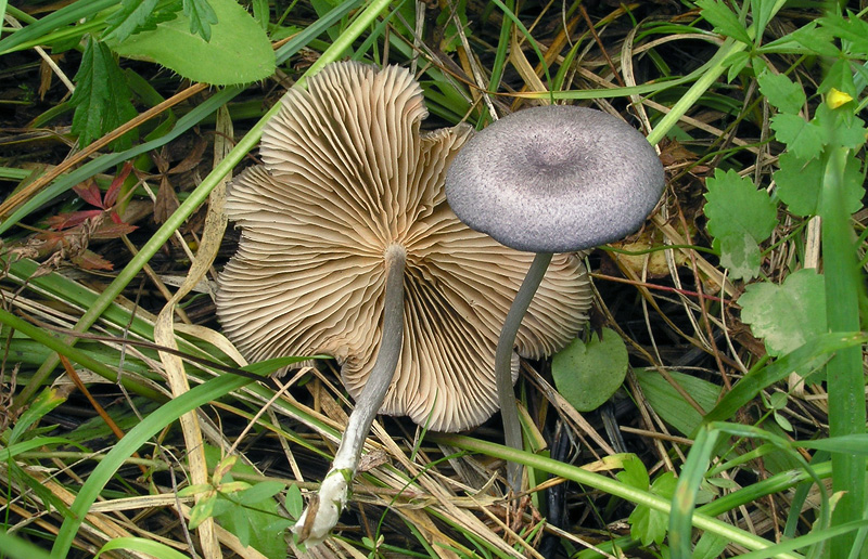 Entoloma mougeotii